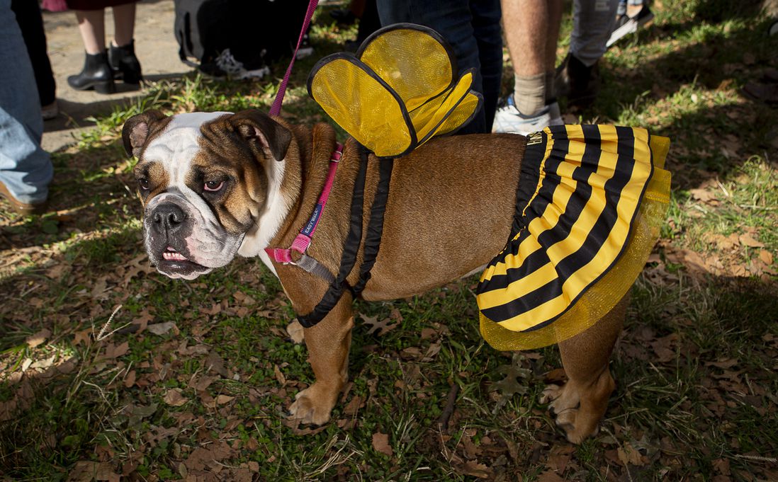 Dog as Bee Girl